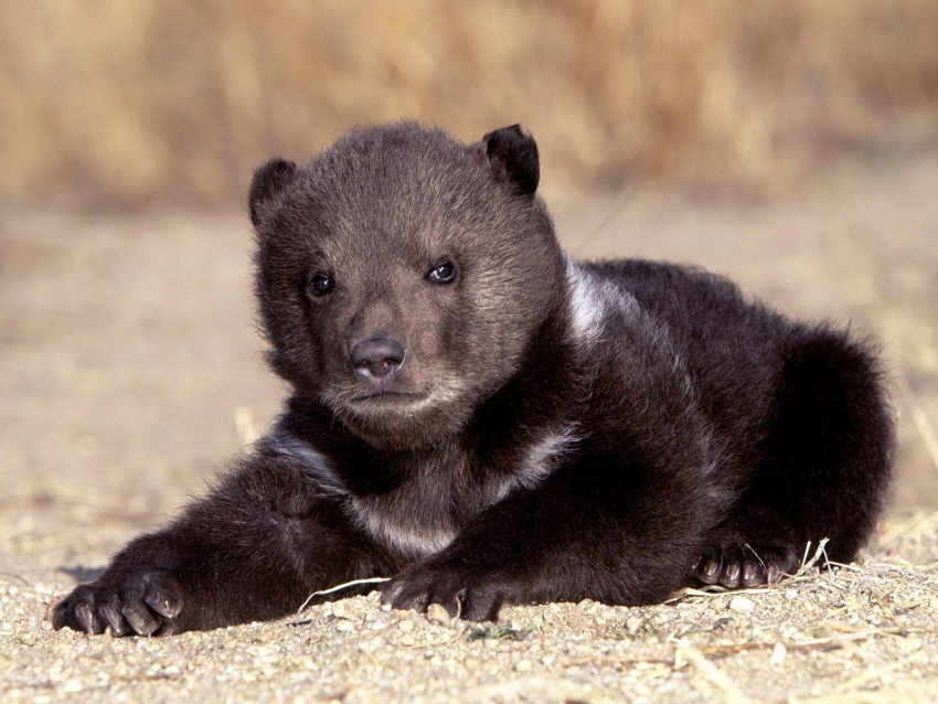 bear cub sitting waiting wallpaper PNG images with transparent elements pack