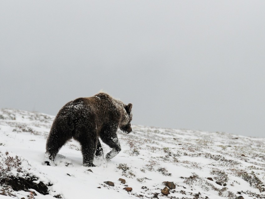 bear grizzly winter snow north Transparent PNG images bulk package 4k wallpaper