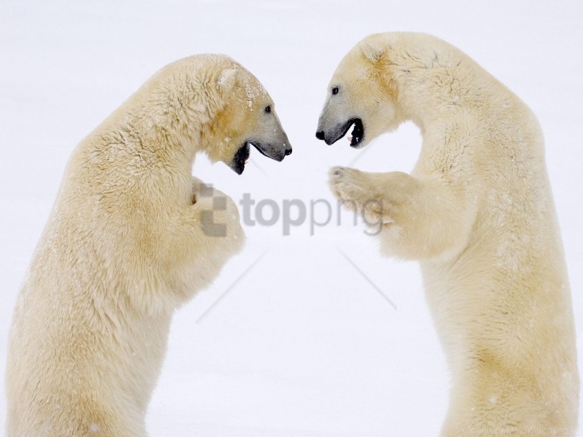 bears canada male sparring wallpaper Isolated Icon in Transparent PNG Format