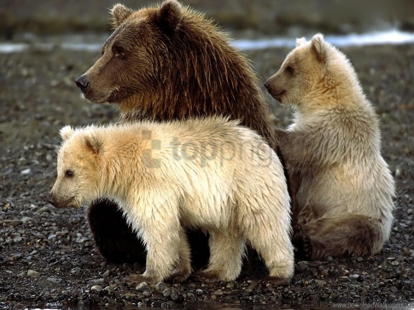 bears cubs playful sit wallpaper Free PNG images with transparent layers