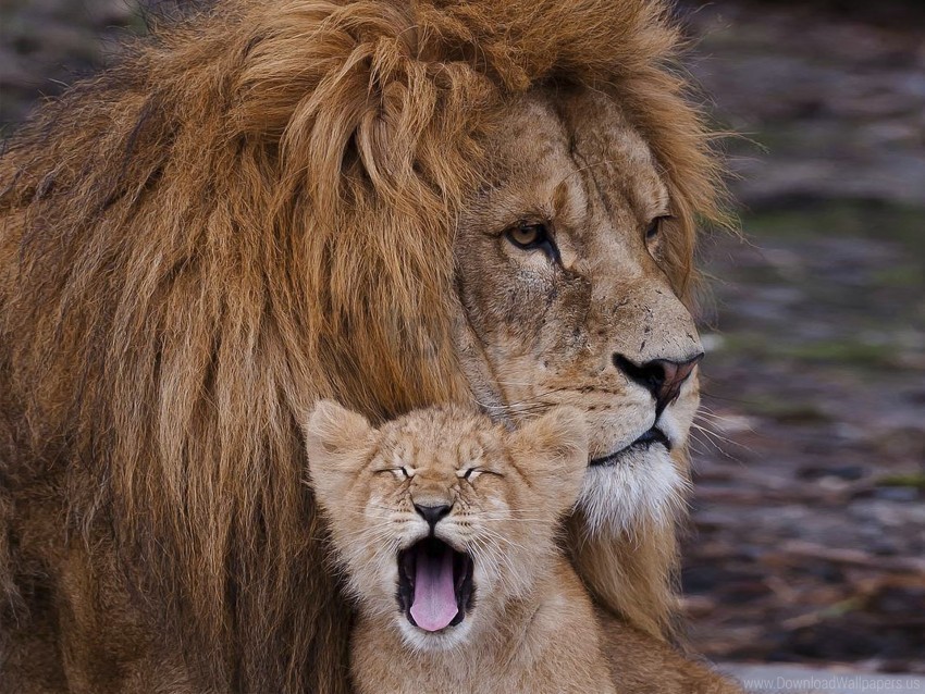 beast cub lion ravenous yawn wallpaper Free transparent PNG