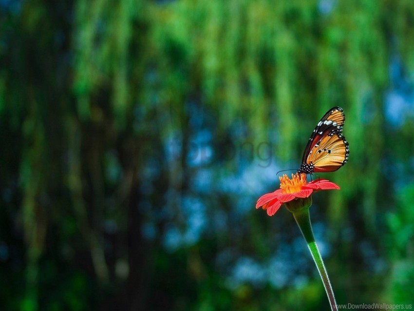 beautiful blurred butterfly flower flying wallpaper PNG transparent designs