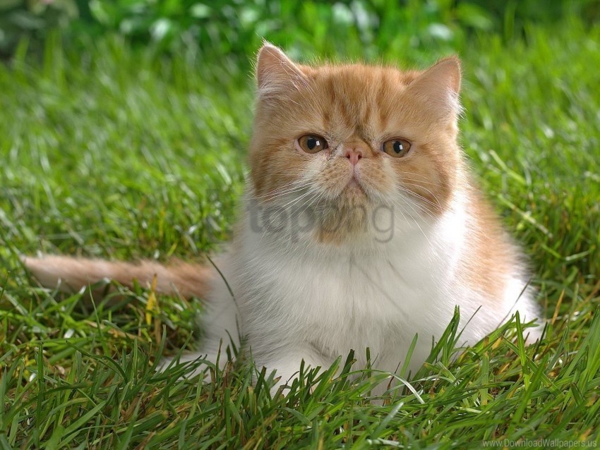 beautiful cat fluffy sit wallpaper PNG Graphic with Transparency Isolation