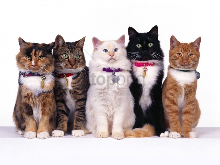 beautiful cats collar many wallpaper PNG clipart with transparent background