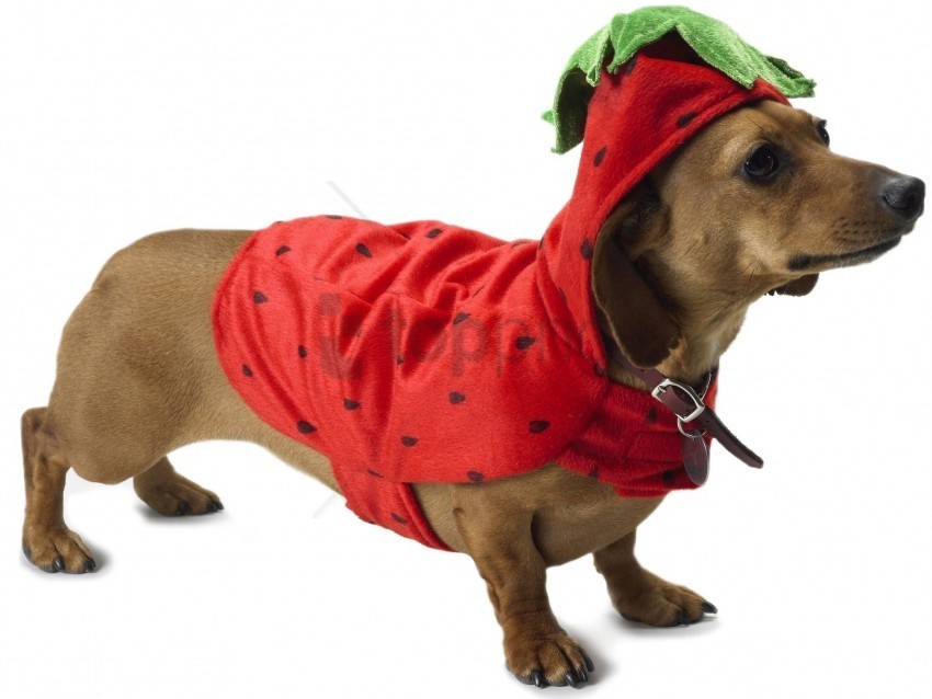 beautiful costume dachshund dog wallpaper PNG images with transparent layering
