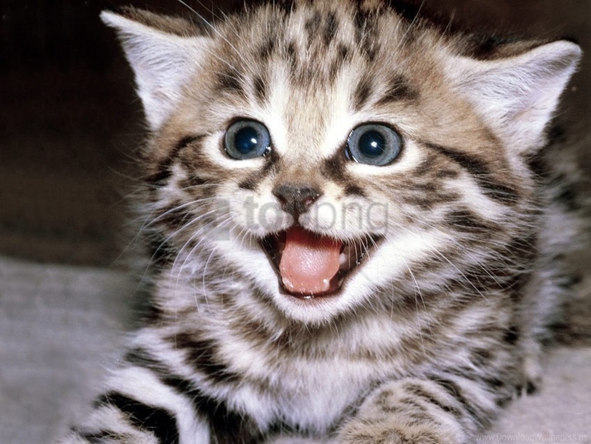 beautiful crying face kitten wallpaper PNG files with no backdrop pack