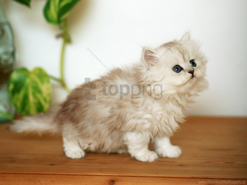 beautiful fluffy kitten wallpaper PNG images without licensing