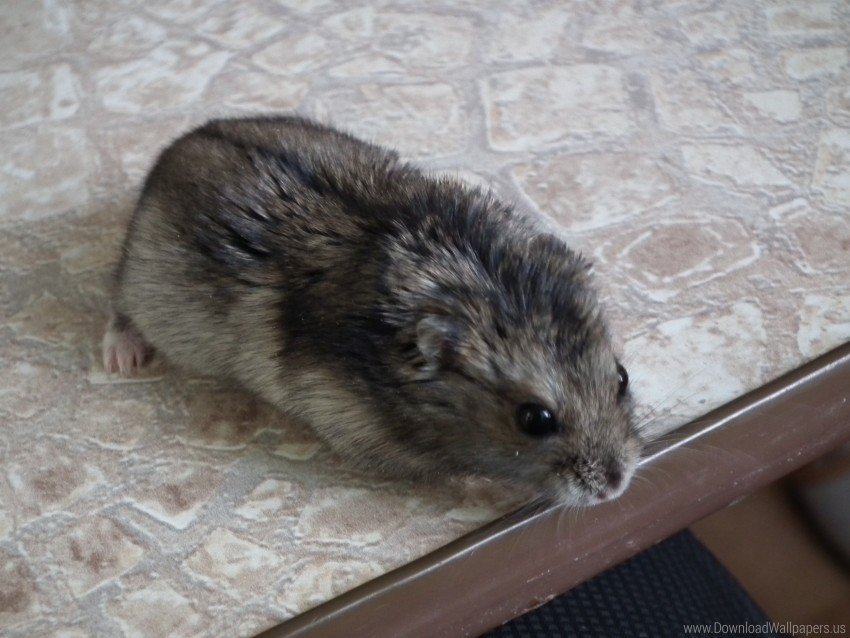 beautiful hamsters spotted wallpaper Isolated Design on Clear Transparent PNG