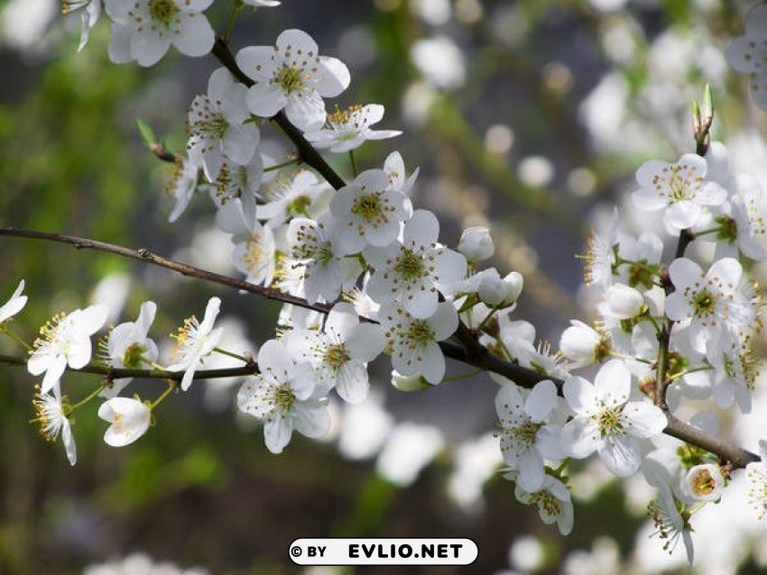 beautiful spring Free download PNG images with alpha transparency