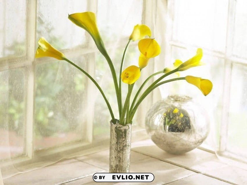beautifulwith yellow calla lilies Clear Background PNG Isolated Graphic