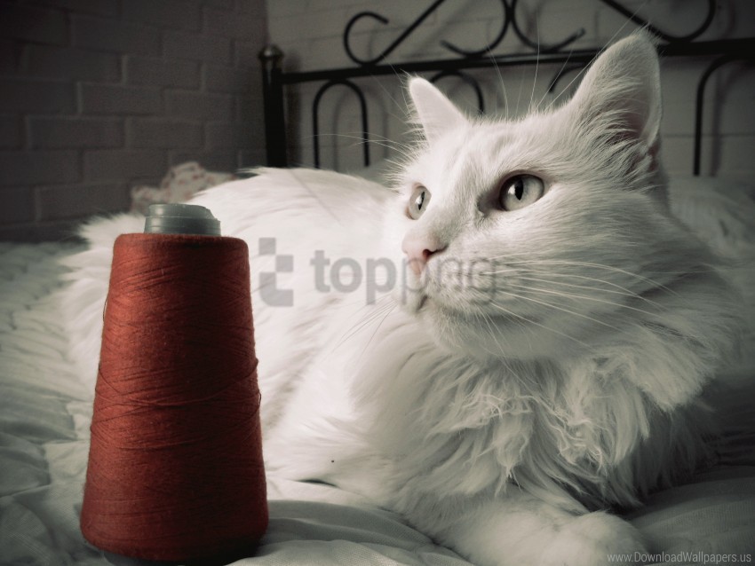 bed cat fluffy opinion thread wallpaper PNG Image Isolated with HighQuality Clarity