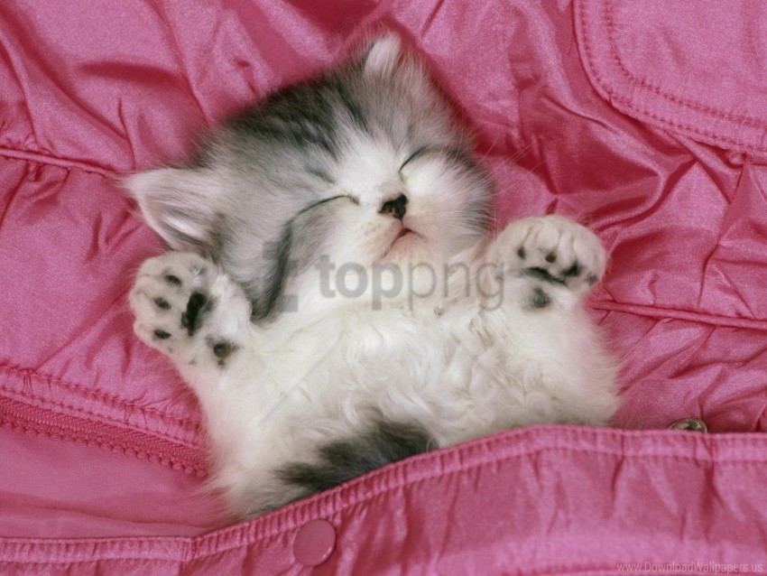 bed fuzzy kitty lie down sleep wallpaper PNG images free