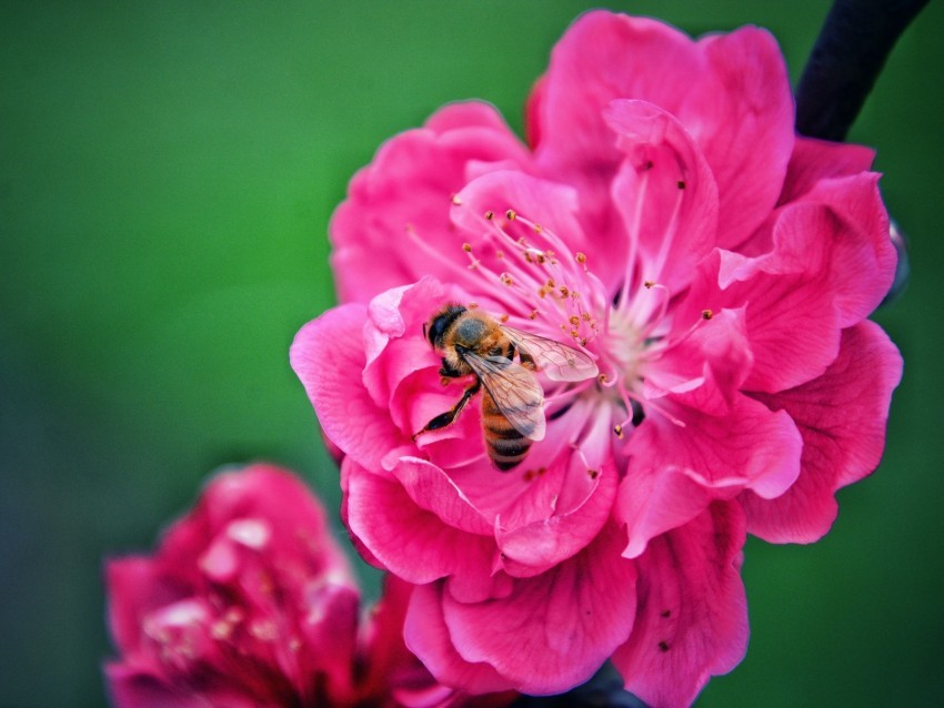 bee flower pollination pink macro Transparent PNG Isolated Item with Detail