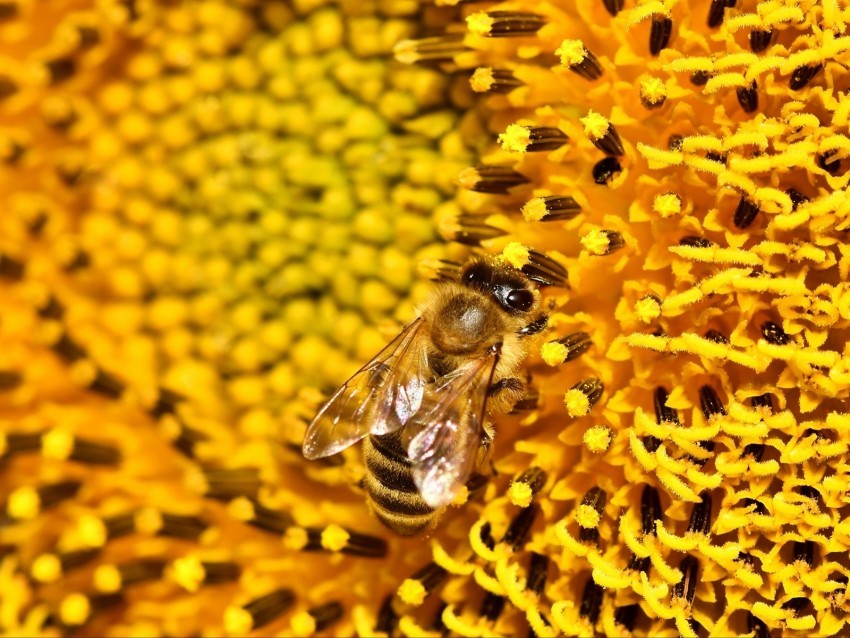 bee sunflower pollen flower macro Transparent PNG images with high resolution