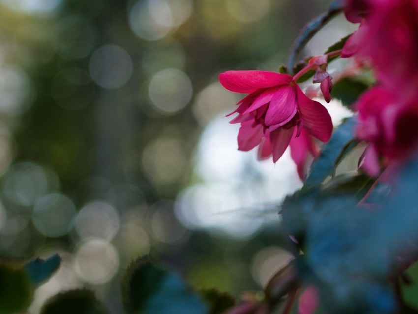 begonia flower pink macro closeup Transparent PNG Object Isolation