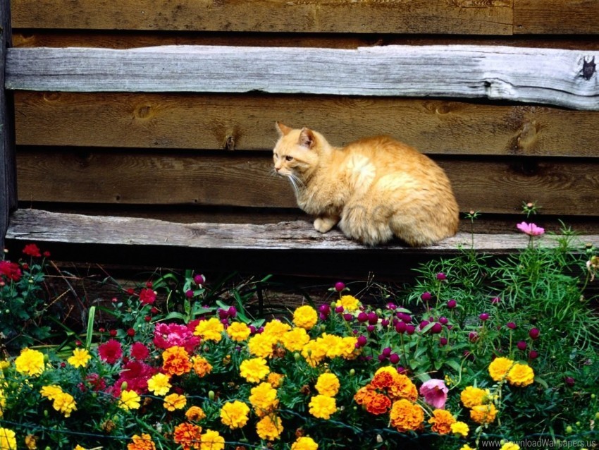 bench cat flowerbed flowers sitting wallpaper Isolated Subject with Transparent PNG