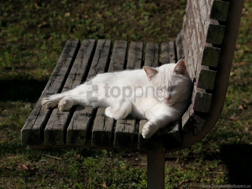 bench cat lie light wallpaper Free download PNG images with alpha channel diversity