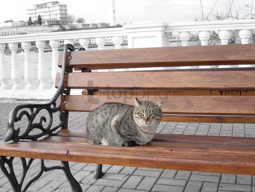 bench cat sitting striped wallpaper PNG images for printing
