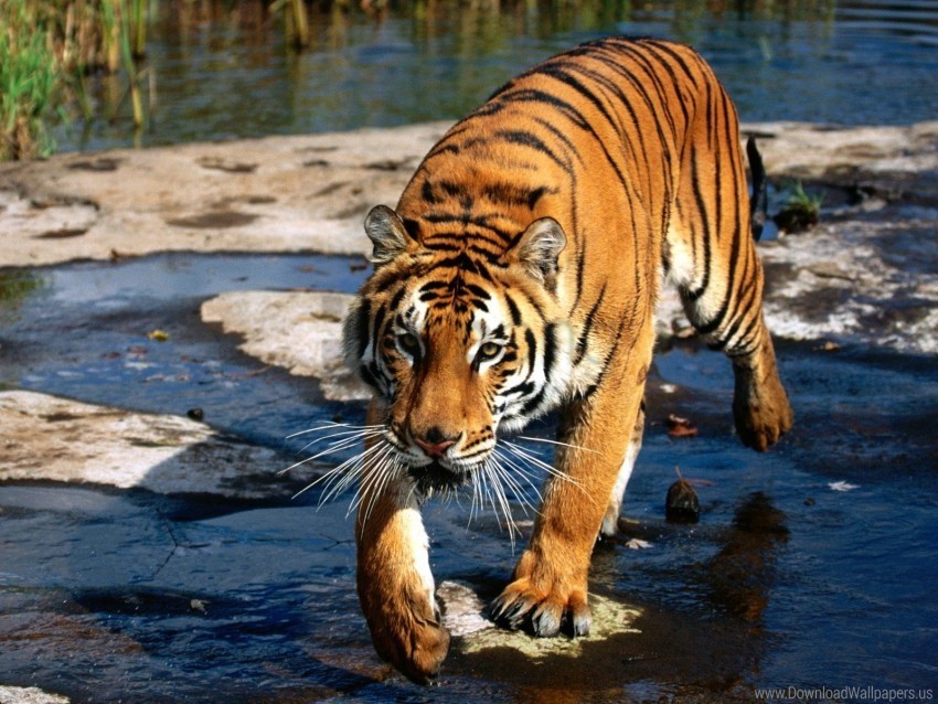 bengal prowler tiger wallpaper PNG files with no backdrop pack