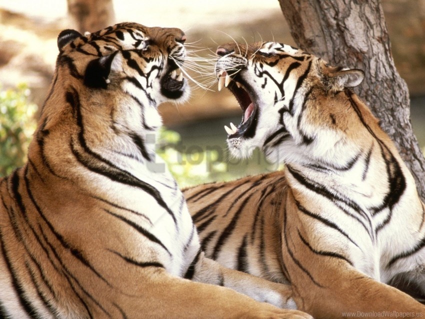 bengal tigers wallpaper PNG files with clear background collection