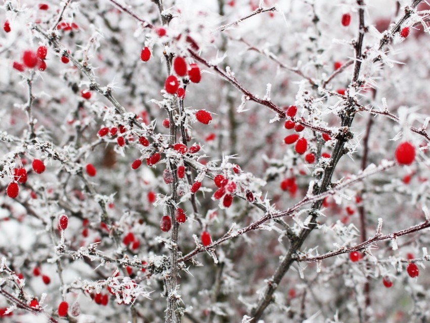 berries frost branches red winter spines PNG graphics with clear alpha channel broad selection