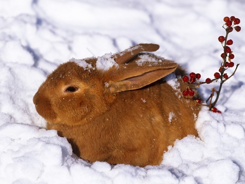 berries hare rabbit red snow winter wallpaper Isolated Item on Transparent PNG