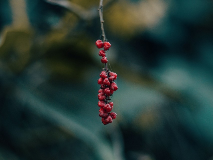 berry branch macro blur PNG images for printing