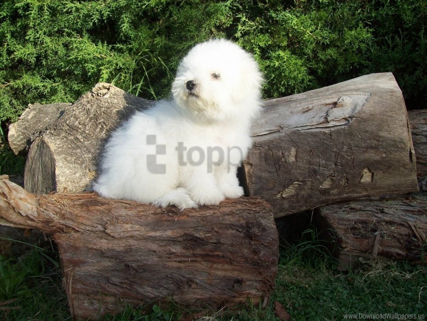 Bichon Frise Dog Fluffy Grass Trees Wallpaper Transparent PNG Stock Photos