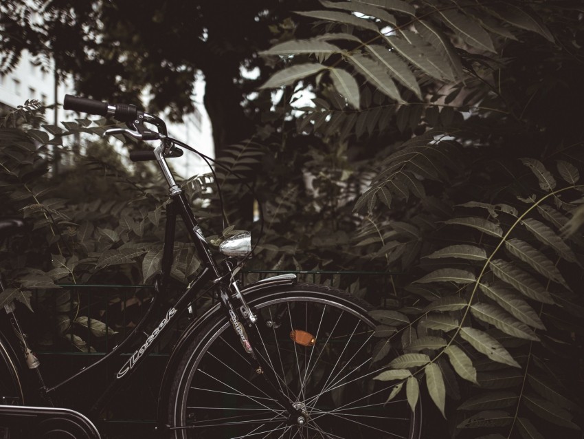 bicycle branches leaves trees dark PNG transparent stock images