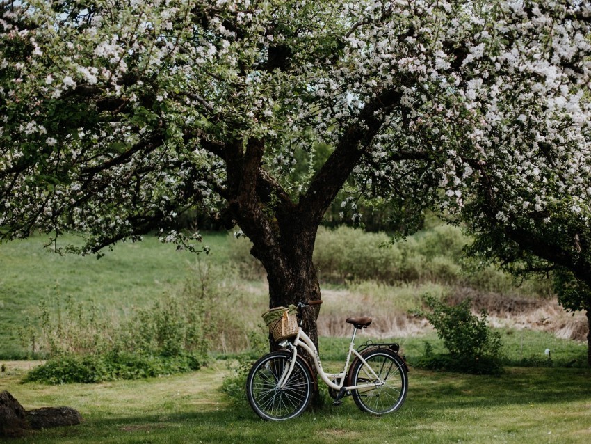 bicycle tree apple tree bloom flowers Isolated Character with Transparent Background PNG