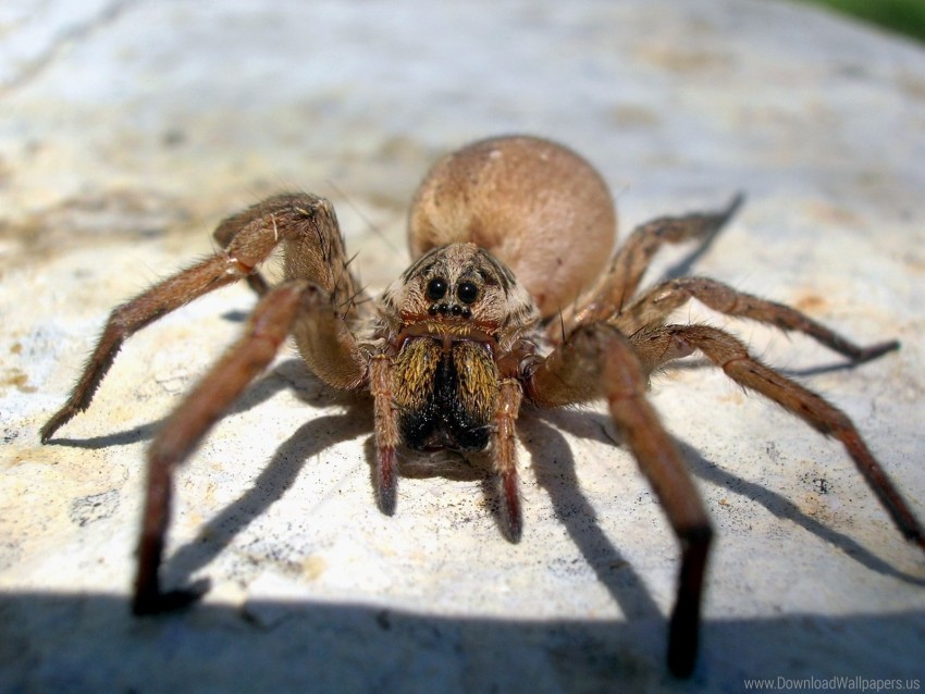 Big Brown Scary Spider Wallpaper Isolated Subject In Transparent PNG