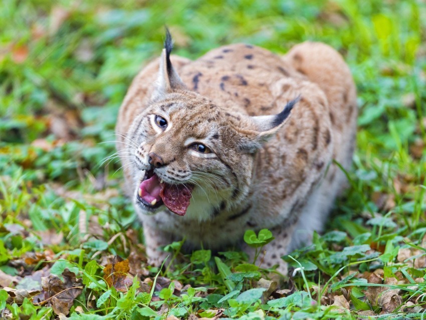 big cat carnivore food grass lynx meat wallpaper PNG files with alpha channel