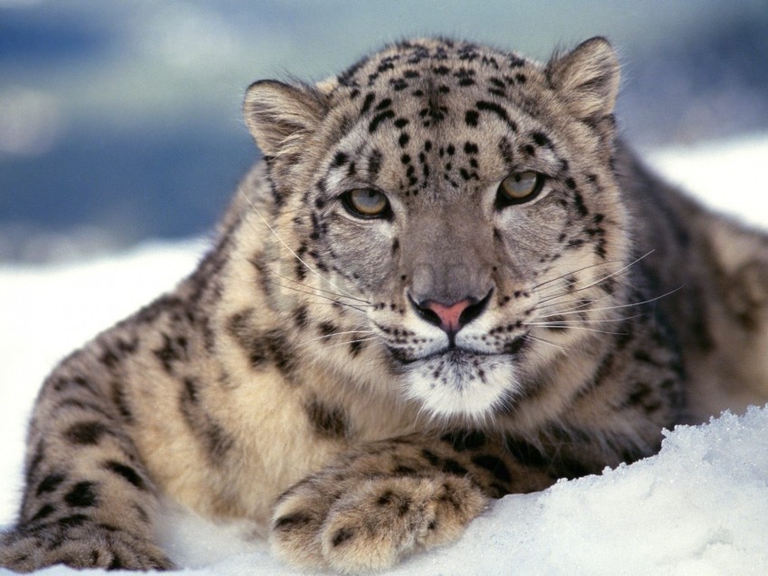 big cat color predator snow leopard wallpaper Clear Background Isolated PNG Object