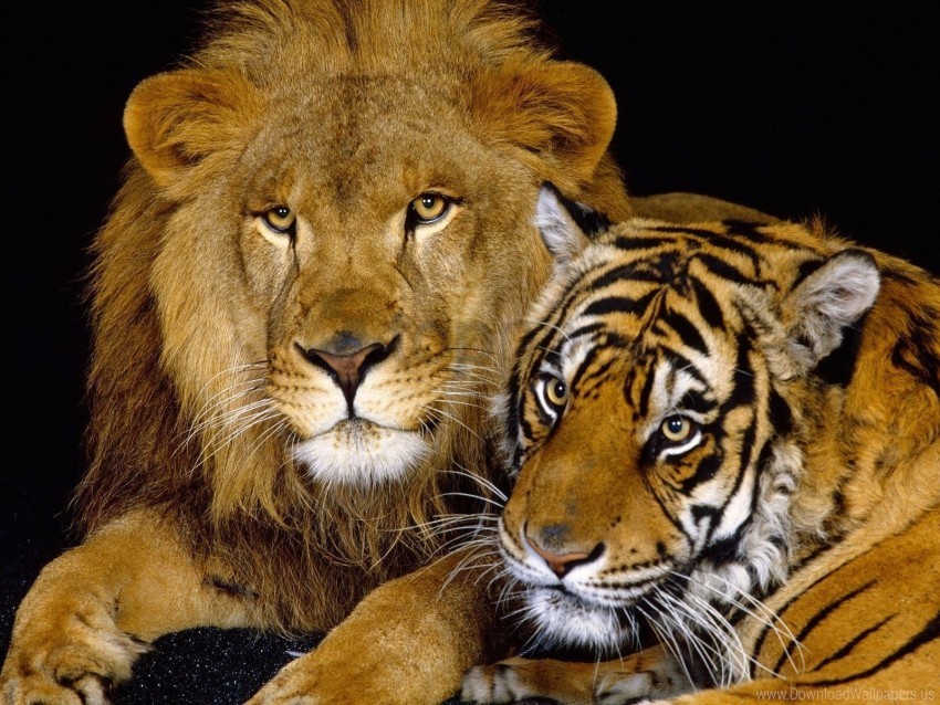 Big Cat Couple Down Lion Predator Tiger Wallpaper Transparent PNG Isolated Design Element