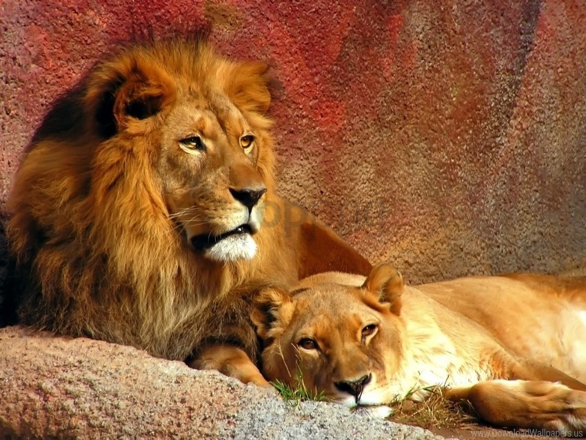big cat couple lion mane predators wallpaper Transparent PNG graphics archive