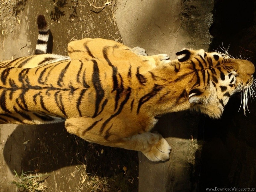 big cat crawl striped tiger wallpaper PNG transparent backgrounds