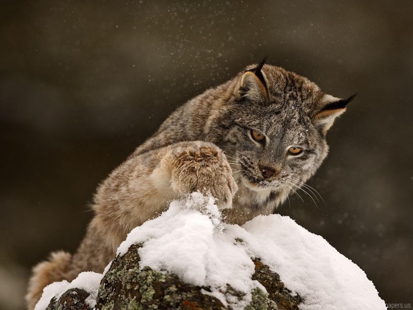 big cat curiosity lynx paw predator snow wallpaper PNG Image Isolated on Transparent Backdrop