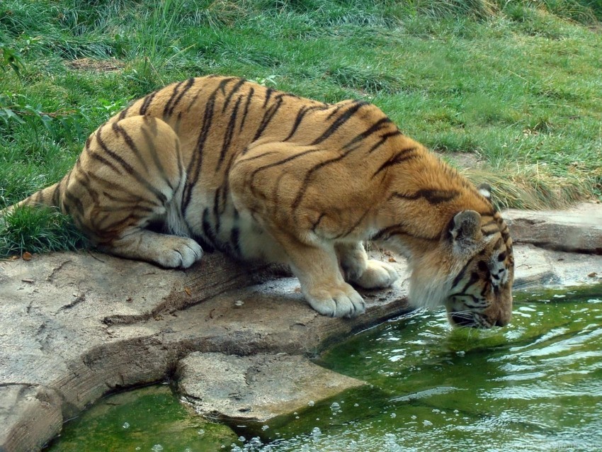 big cat drink grass rocks thirst tiger water wallpaper Isolated Design Element in PNG Format