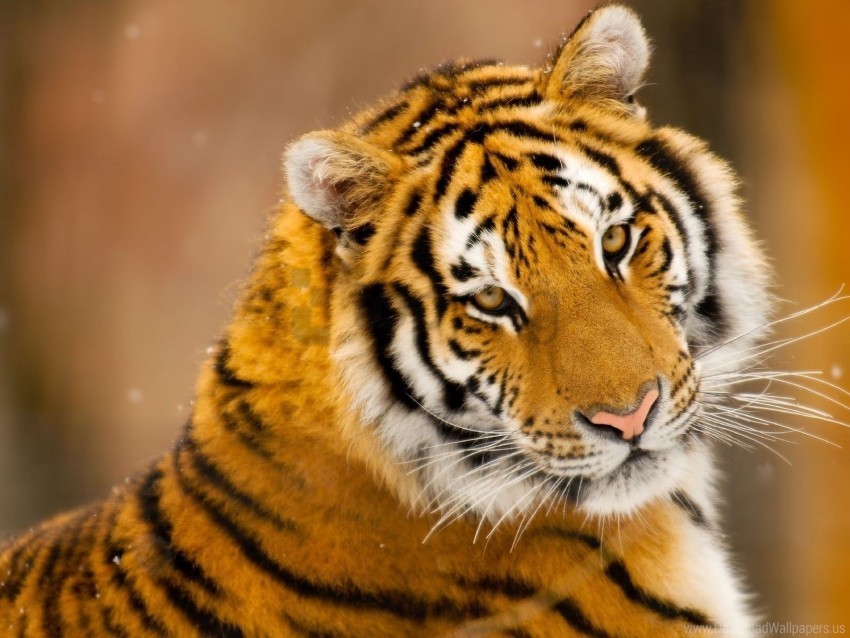 big cat eyes face predator tiger wallpaper PNG isolated