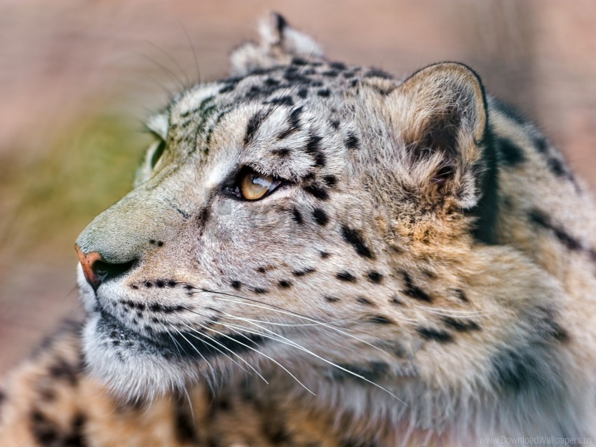 big cat eyes predator snow leopard wallpaper Isolated Graphic with Clear Background PNG