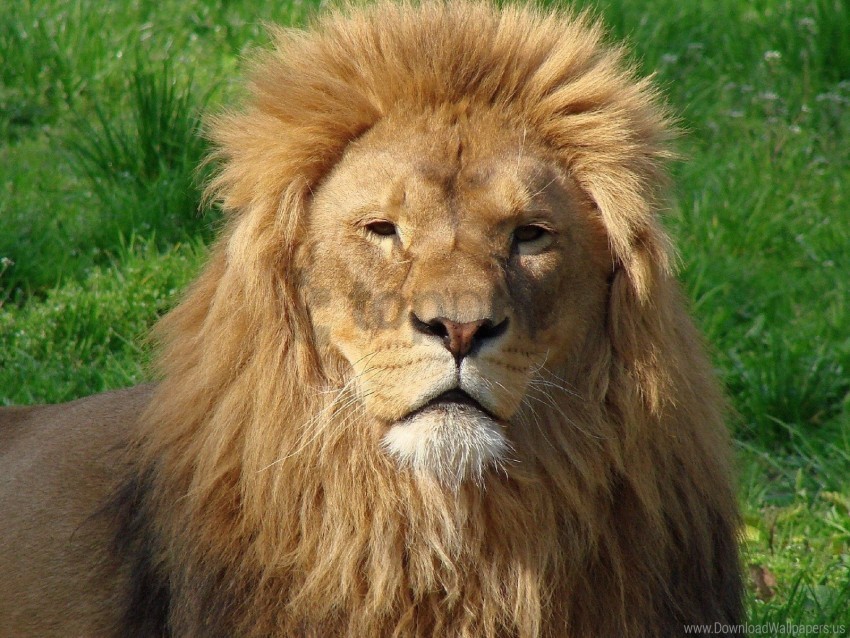 big cat face fur lion mane predator wallpaper Free PNG images with transparent layers