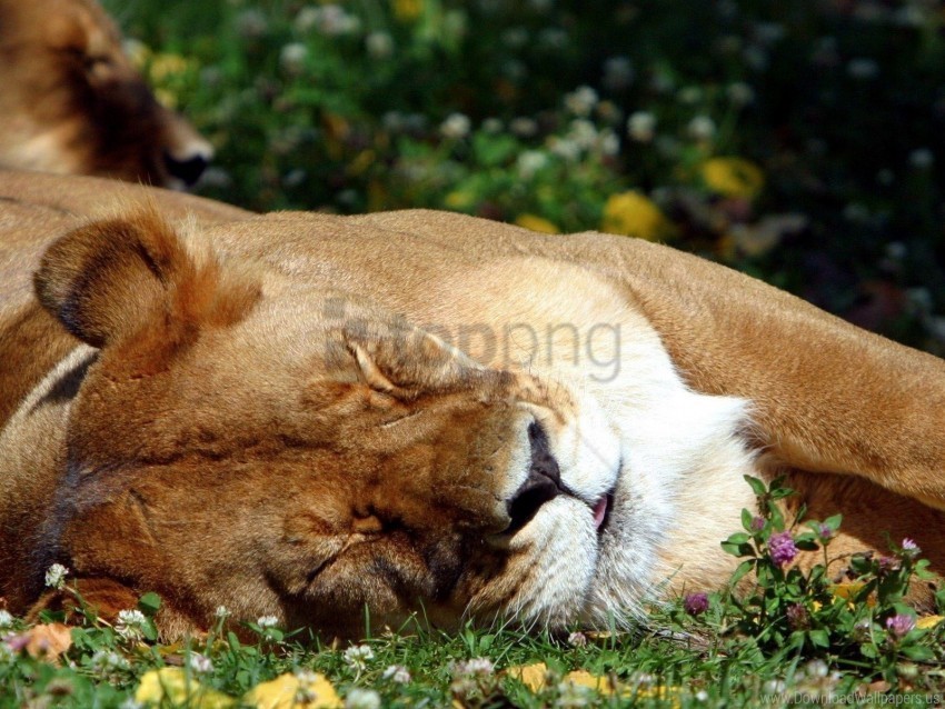 big cat face lion sleep sleeping wallpaper PNG Image with Isolated Artwork