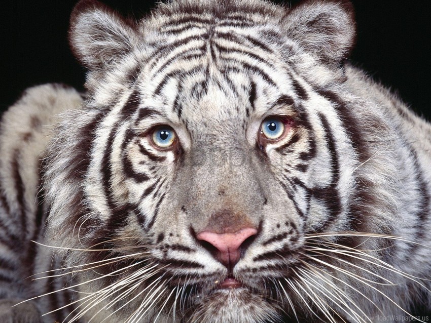 big cat face look predator tiger wallpaper Isolated Graphic on Clear PNG