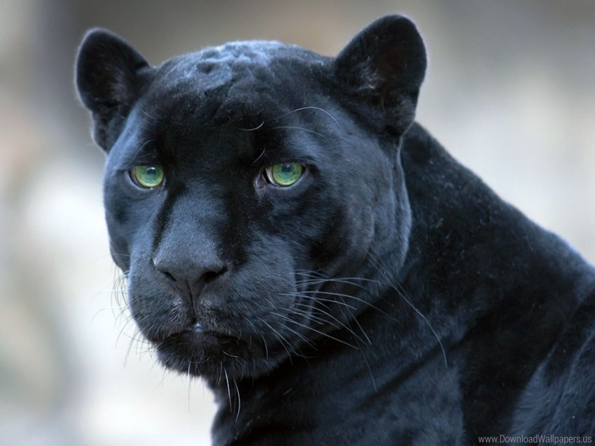 big cat face panther predator wallpaper Transparent PNG graphics library