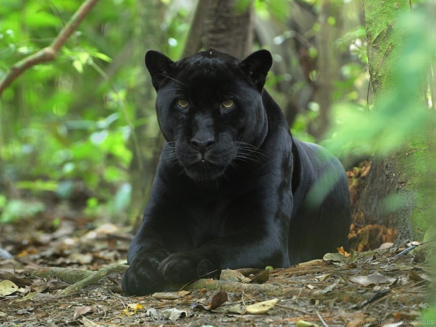 big cat grass hunting panther sit wallpaper Free PNG transparent images
