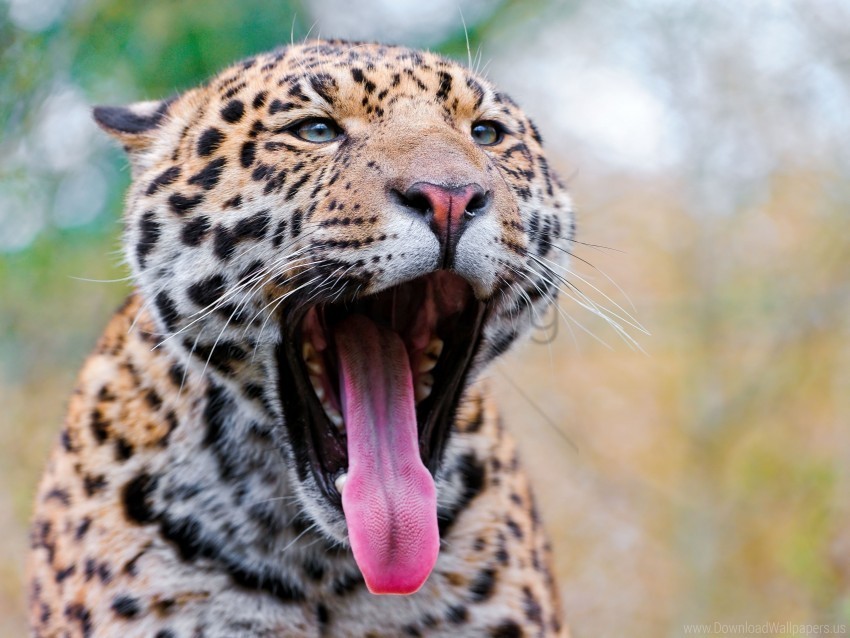 big cat jaguar mouth muzzle teeth tongue wallpaper Clean Background Isolated PNG Image