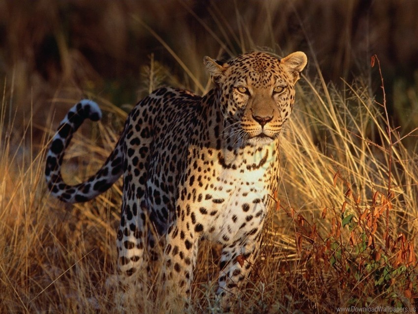 big cat leopard predator wallpaper Transparent PNG graphics complete collection