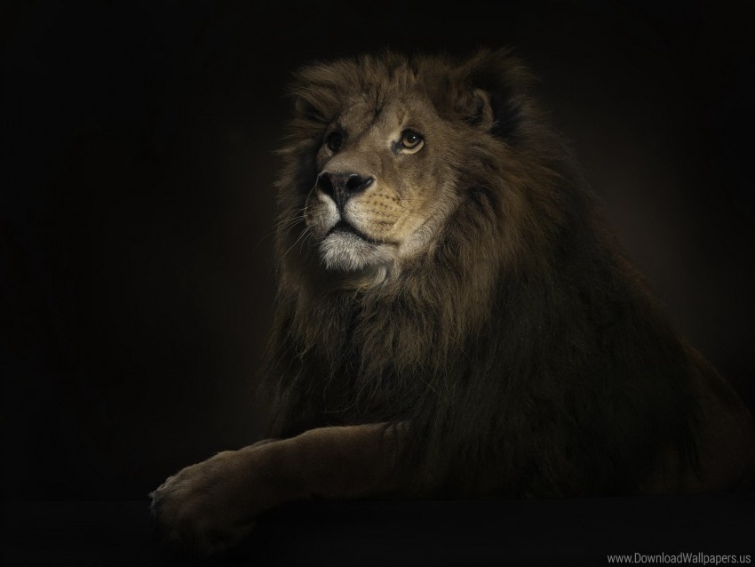 big cat lion predator shadow wallpaper PNG with Isolated Transparency