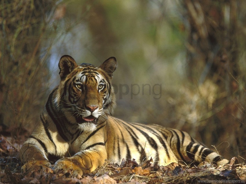 big cat lying tiger wallpaper PNG images free download transparent background