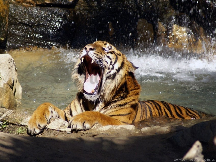 big cat spray teeth tiger water wallpaper Clear Background PNG Isolated Item